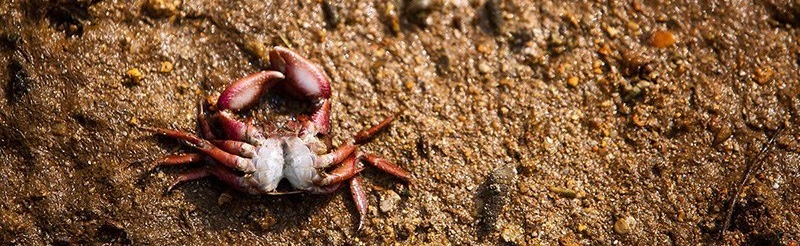 Mangrove’s Crabs